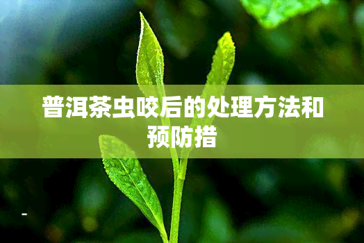 普洱茶虫咬后的处理方法和预防措