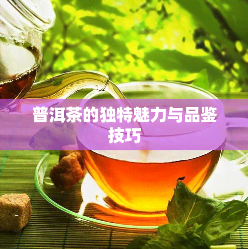 普洱茶的独特魅力与品鉴技巧