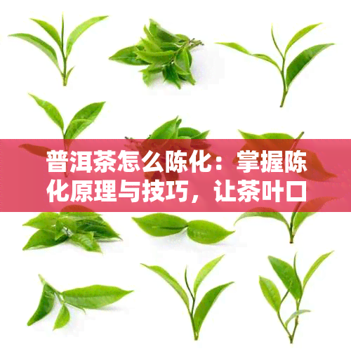 普洱茶怎么陈化：掌握陈化原理与技巧，让茶叶口感更佳