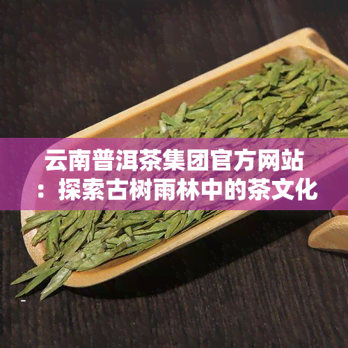 云南普洱茶集团官方网站：探索古树雨林中的茶文化与实力