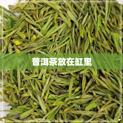 普洱茶放在缸里