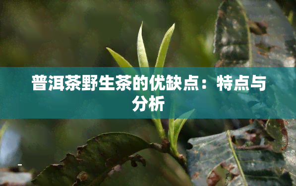 普洱茶野生茶的优缺点：特点与分析