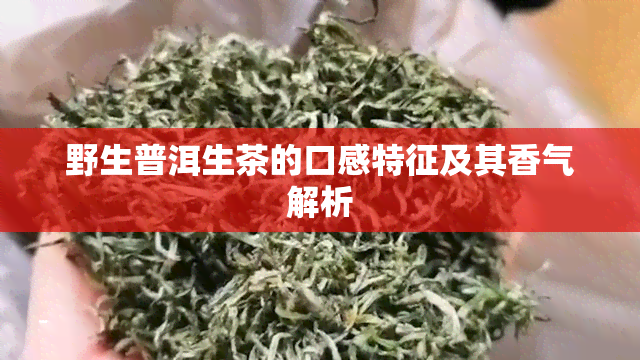 野生普洱生茶的口感特征及其香气解析