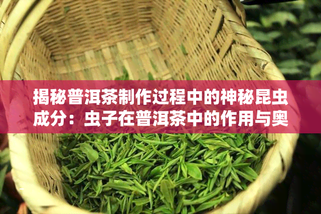 揭秘普洱茶制作过程中的神秘昆虫成分：虫子在普洱茶中的作用与奥秘