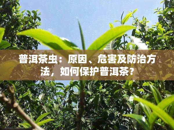 普洱茶虫：原因、危害及防治方法，如何保护普洱茶？