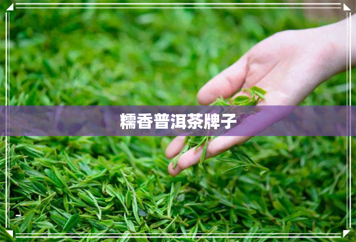 糯香普洱茶牌子