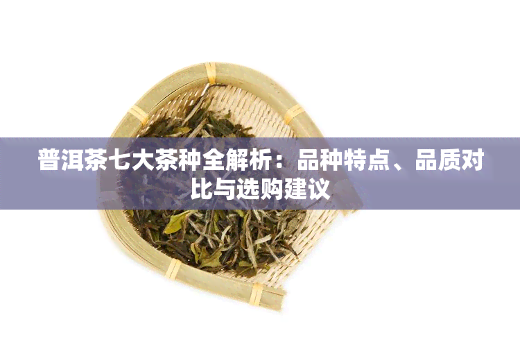 普洱茶七大茶种全解析：品种特点、品质对比与选购建议