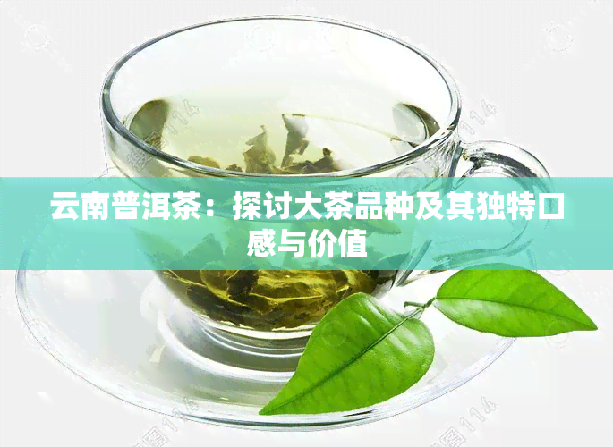 云南普洱茶：探讨大茶品种及其独特口感与价值