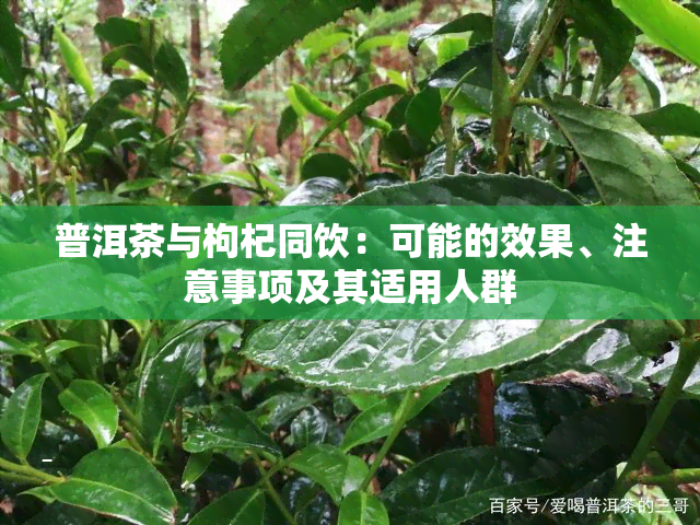 普洱茶与枸杞同饮：可能的效果、注意事项及其适用人群