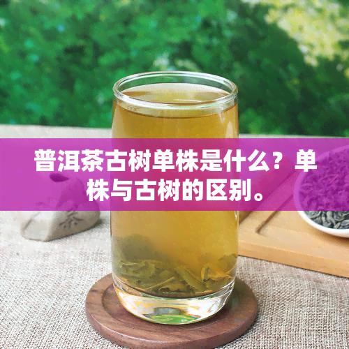 普洱茶古树单株是什么？单株与古树的区别。