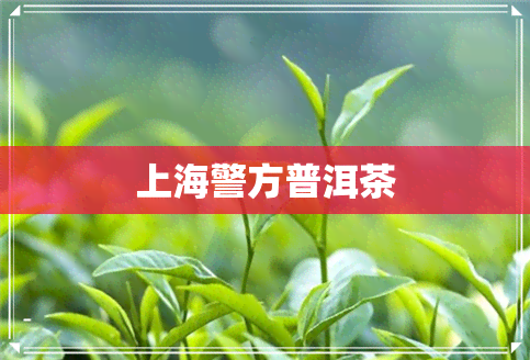 上海警方普洱茶