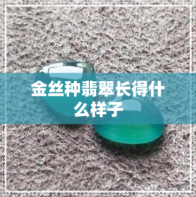 金丝种翡翠长得什么样子