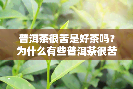 普洱茶很苦是好茶吗？为什么有些普洱茶很苦，是否能喝？