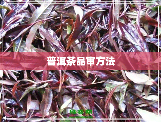 普洱茶品审方法