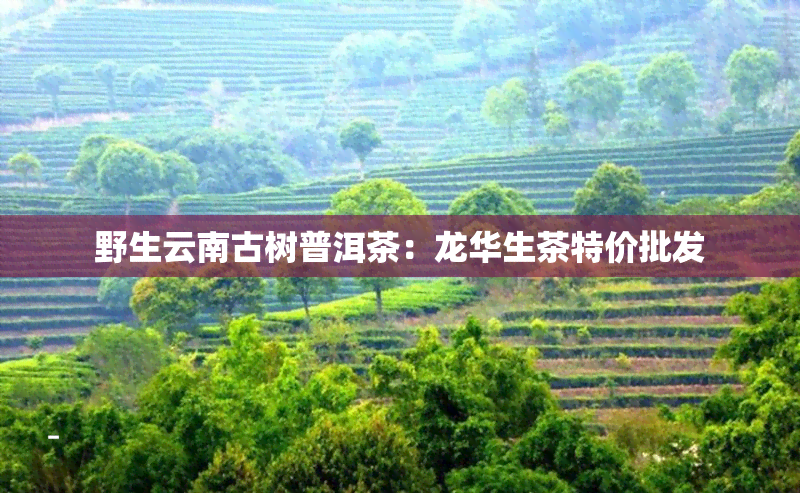 野生云南古树普洱茶：龙华生茶特价批发