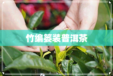 竹编篓装普洱茶