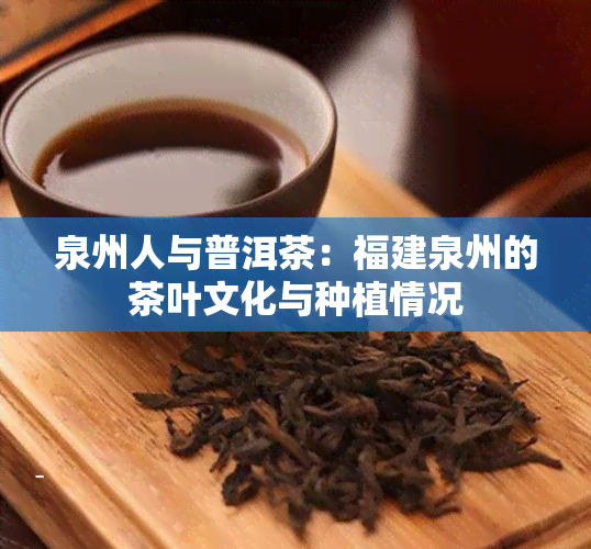 泉州人与普洱茶：福建泉州的茶叶文化与种植情况