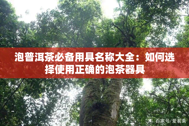 泡普洱茶必备用具名称大全：如何选择使用正确的泡茶器具