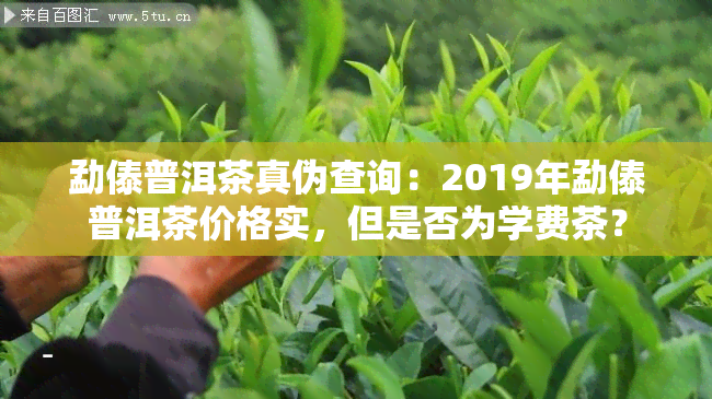 勐傣普洱茶真伪查询：2019年勐傣普洱茶价格实，但是否为学费茶？