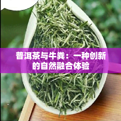 普洱茶与牛粪：一种创新的自然融合体验