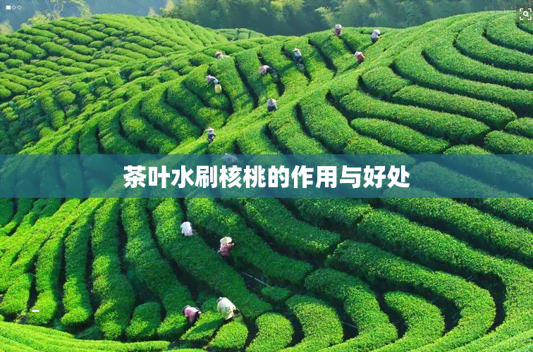 茶叶水刷核桃的作用与好处