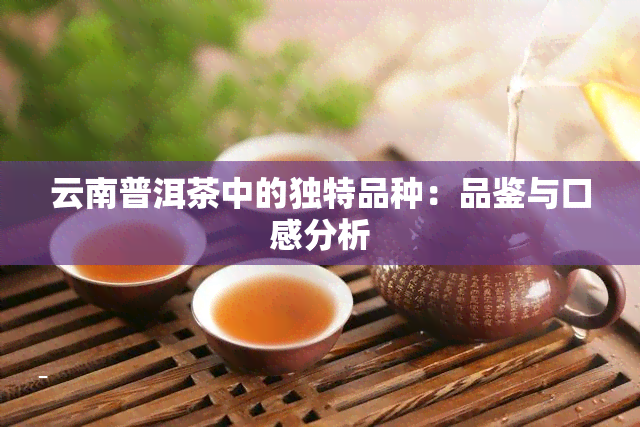 云南普洱茶中的独特品种：品鉴与口感分析