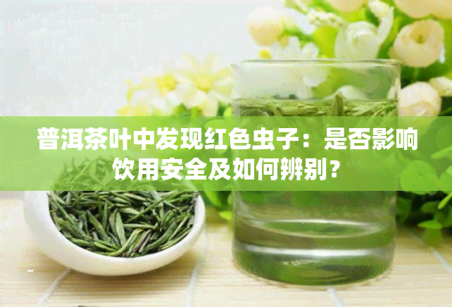 普洱茶叶中发现红色虫子：是否影响饮用安全及如何辨别？