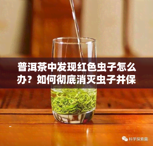 普洱茶中发现红色虫子怎么办？如何彻底消灭虫子并保住茶叶？