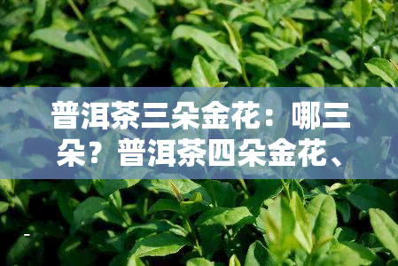 普洱茶三朵金花：哪三朵？普洱茶四朵金花、五朵金花又是哪些？