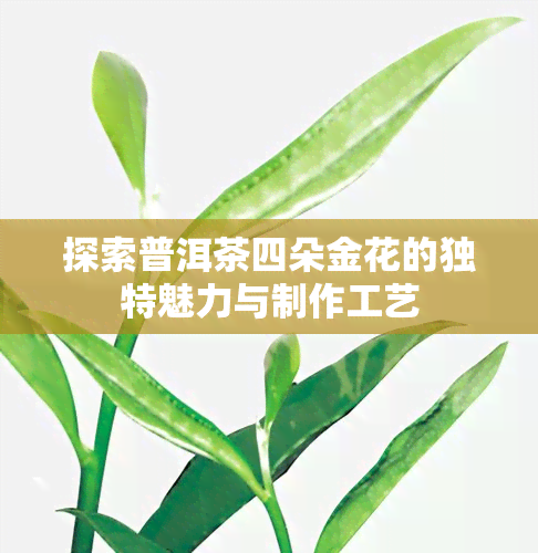 探索普洱茶四朵金花的独特魅力与制作工艺