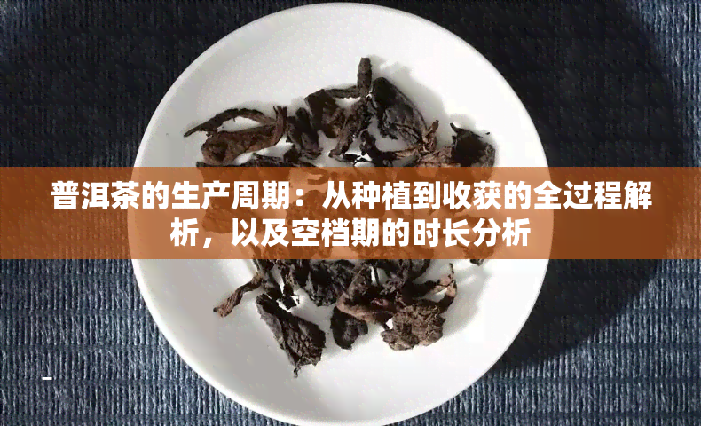 普洱茶的生产周期：从种植到收获的全过程解析，以及空档期的时长分析