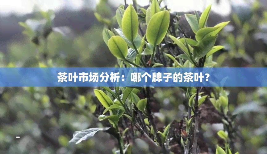 茶叶市场分析：哪个牌子的茶叶？