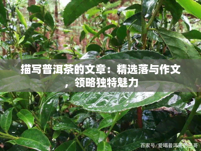 描写普洱茶的文章：精选落与作文，领略独特魅力