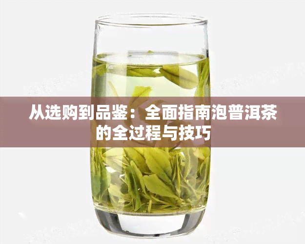 从选购到品鉴：全面指南泡普洱茶的全过程与技巧