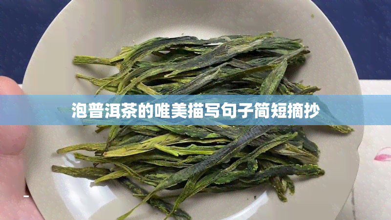 泡普洱茶的唯美描写句子简短摘抄