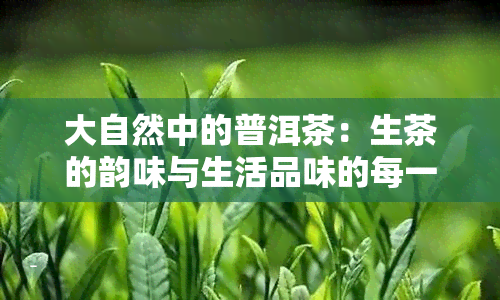 大自然中的普洱茶：生茶的韵味与生活品味的每一刻独特感受