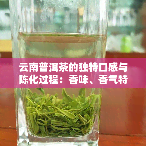 云南普洱茶的独特口感与陈化过程：香味、香气特征及品质表现