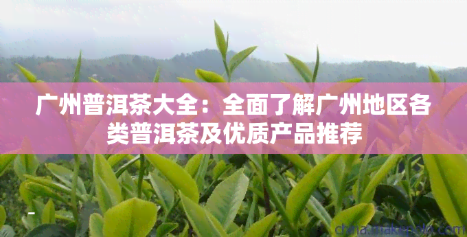 广州普洱茶大全：全面了解广州地区各类普洱茶及优质产品推荐