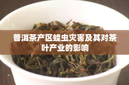 普洱茶产区蝗虫灾害及其对茶叶产业的影响