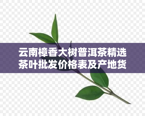 云南樟香大树普洱茶精选茶叶批发价格表及产地货源促销活动