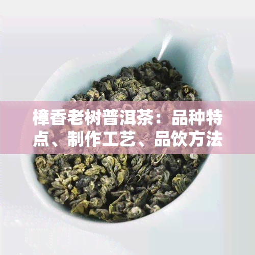 樟香老树普洱茶：品种特点、制作工艺、品饮方法与健益处全面解析