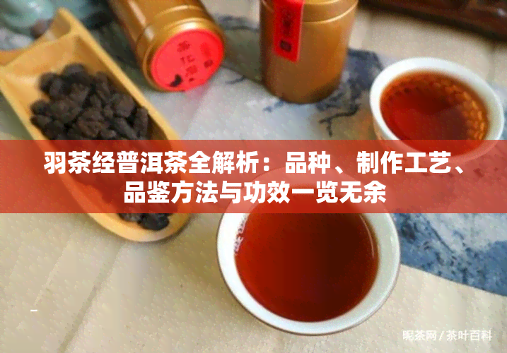 羽茶经普洱茶全解析：品种、制作工艺、品鉴方法与功效一览无余