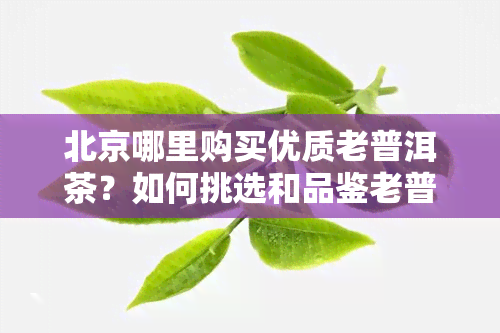 北京哪里购买优质老普洱茶？如何挑选和品鉴老普洱茶的完整指南