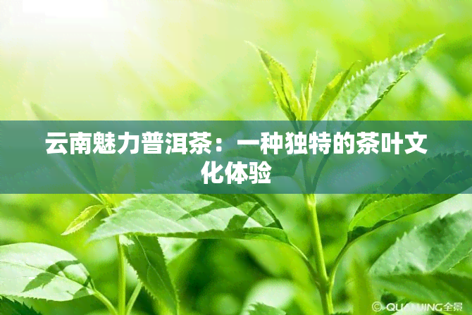 云南魅力普洱茶：一种独特的茶叶文化体验