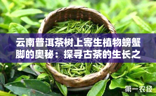 云南普洱茶树上寄生植物螃蟹脚的奥秘：探寻古茶的生长之道