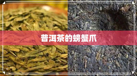 普洱茶的螃蟹爪