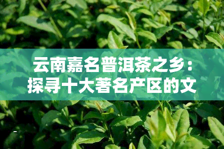 云南嘉名普洱茶之乡：探寻十大著名产区的文化与风情