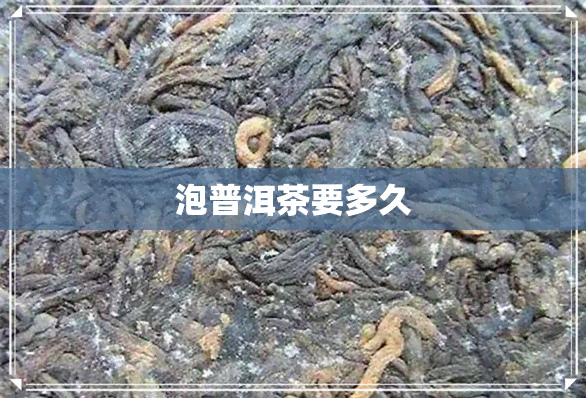 泡普洱茶要多久