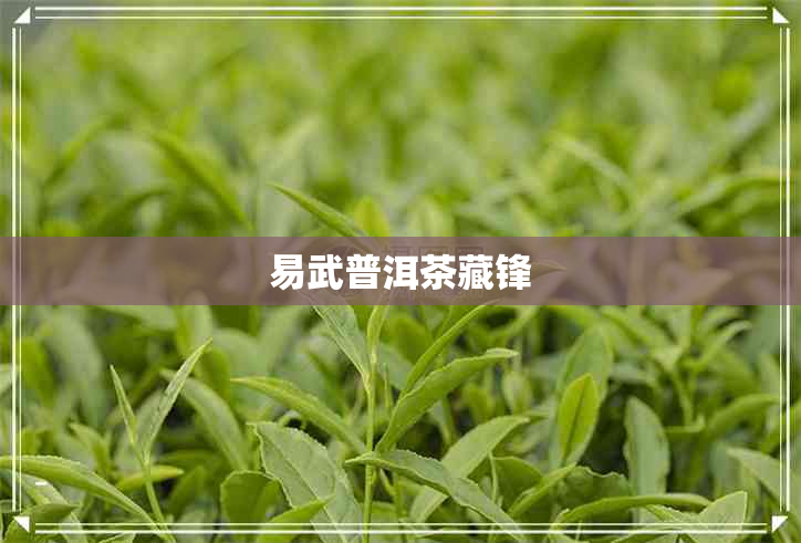 易武普洱茶藏锋