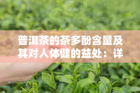 普洱茶的茶多酚含量及其对人体健的益处：详细解析